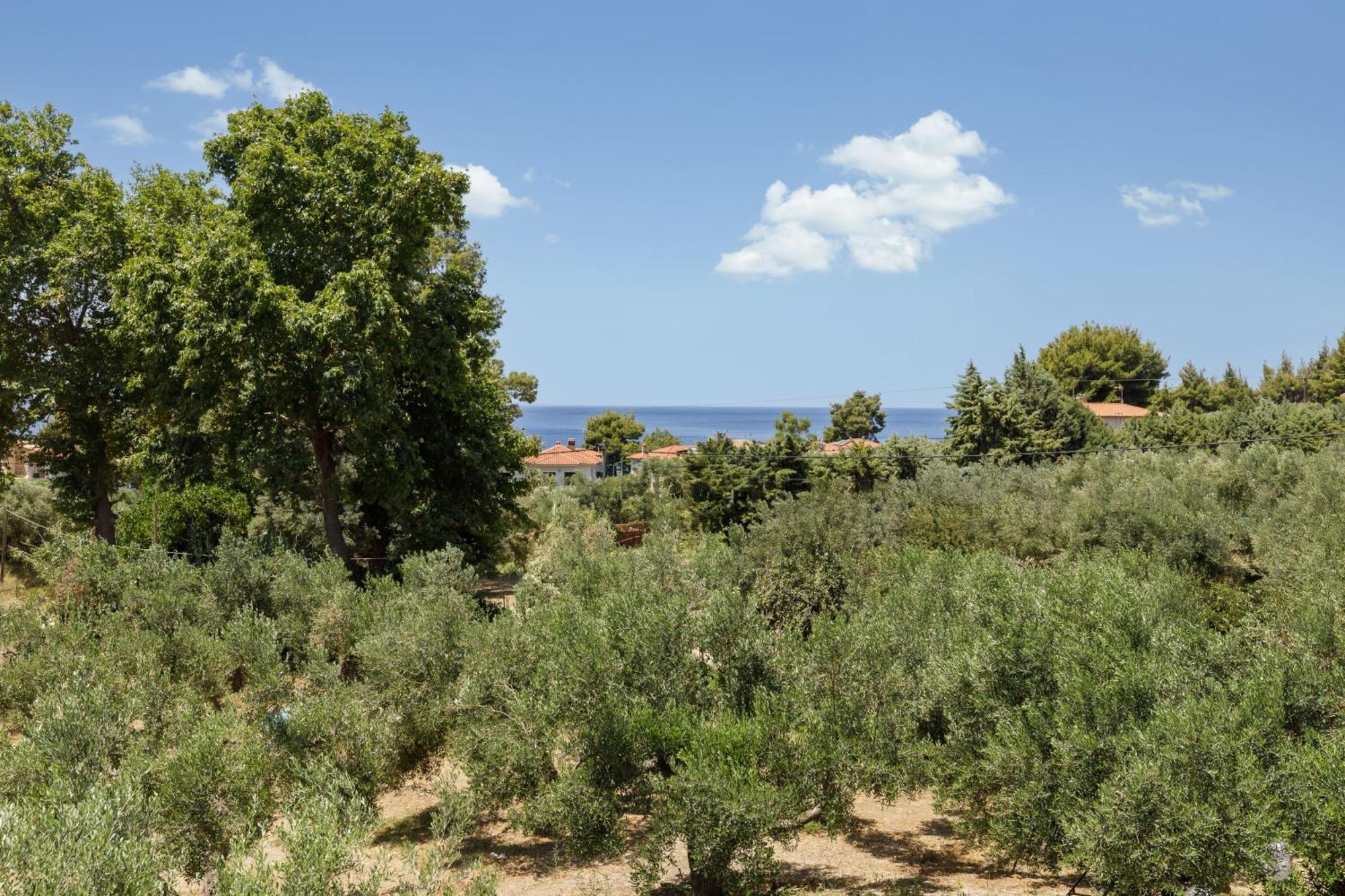 Olea Villas By Halu!, Cozy Villa In Nikiti Lagomandra Eksteriør bilde
